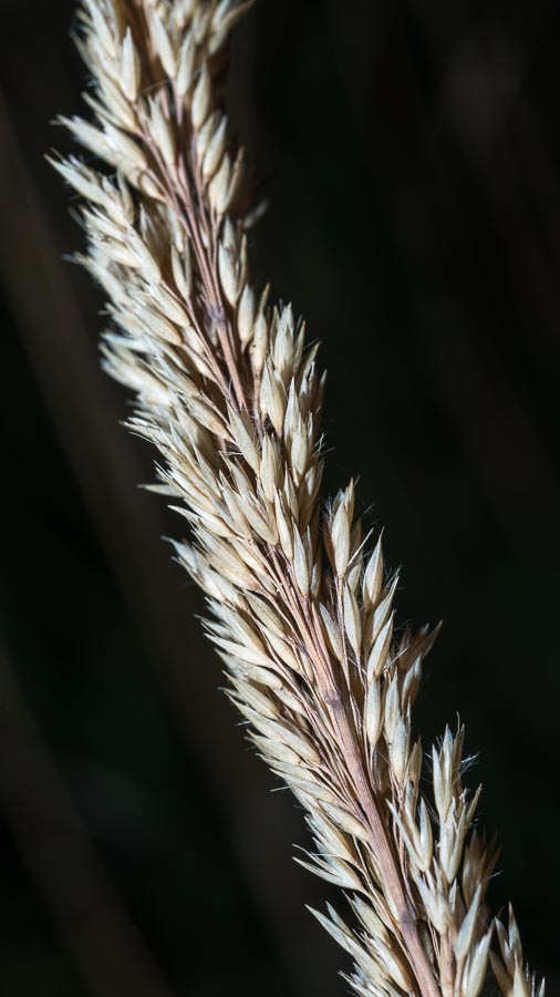 Poacea in Appennino